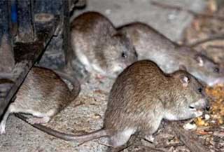 Крысы, мыши для дератизации